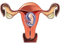 Celule seminale din embrioni de sex feminin