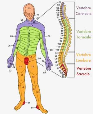 maduva spinarii este divizata la fel ca si coloana vertebrala in regiunile: cervicala, toracica si lombara