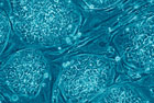 Un studiu respinge existenta celulelor stem VSEL