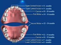 Celule stem din dintii de lapte ai copiilor