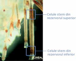 Importanta celulelor stem